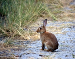 Wild rabbit  siting on sand track